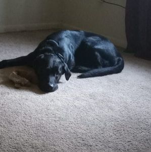 Meet your Posher, Harry